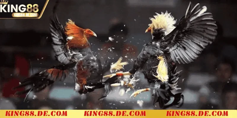 Chiến thuật và kinh nghiệm cược
