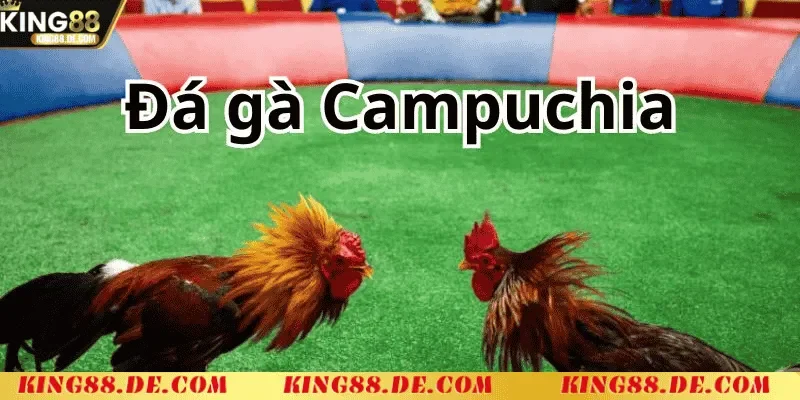 kinh nghiem ca cuoc da ga thomo campuchia hieu qua